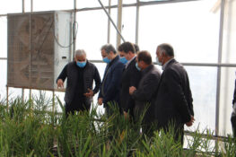 بازدید وزیر جهاد کشاورزی از گلخانه هواپیمایی ماهان در ارزوئیه بافت